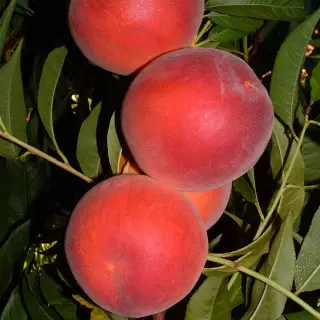 Персик колоновидный Рубис