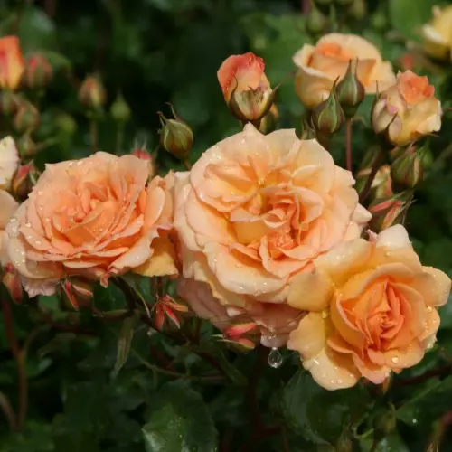  Роза флорибунда Бентхаймер Голд фото 1