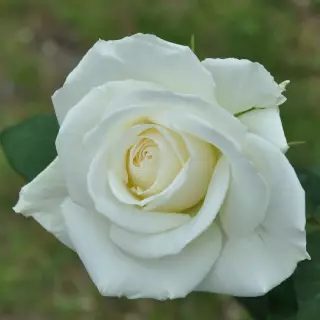 Роза флорибунда Бианка