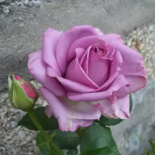 Роза чайно-гибридная Зисси