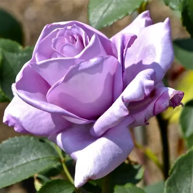 Роза чайно-гибридная Зисси фото 2