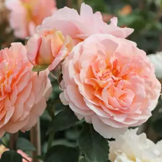 Роза флорибунда Зангерхаузер Юбиляумсрозе