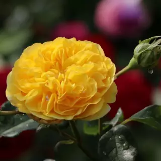 Роза флорибунда Инка
