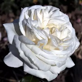 Роза чайно-гибридная Ломоносов