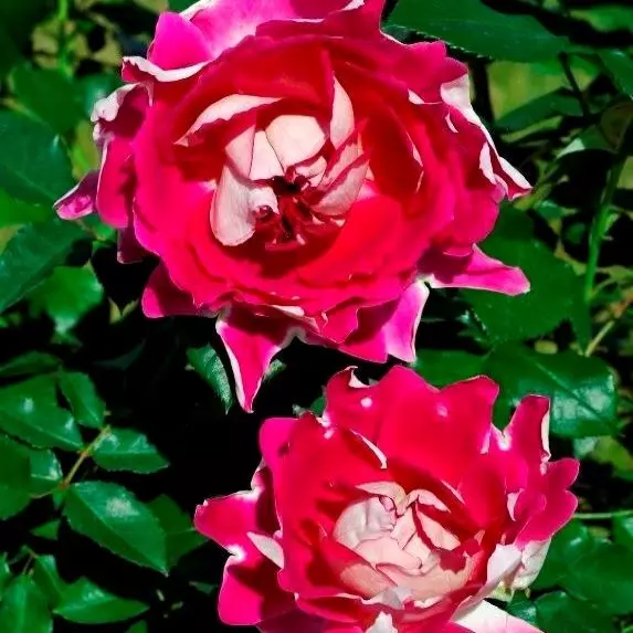 Роза флорибунда Раффлс Пэшн фото 1