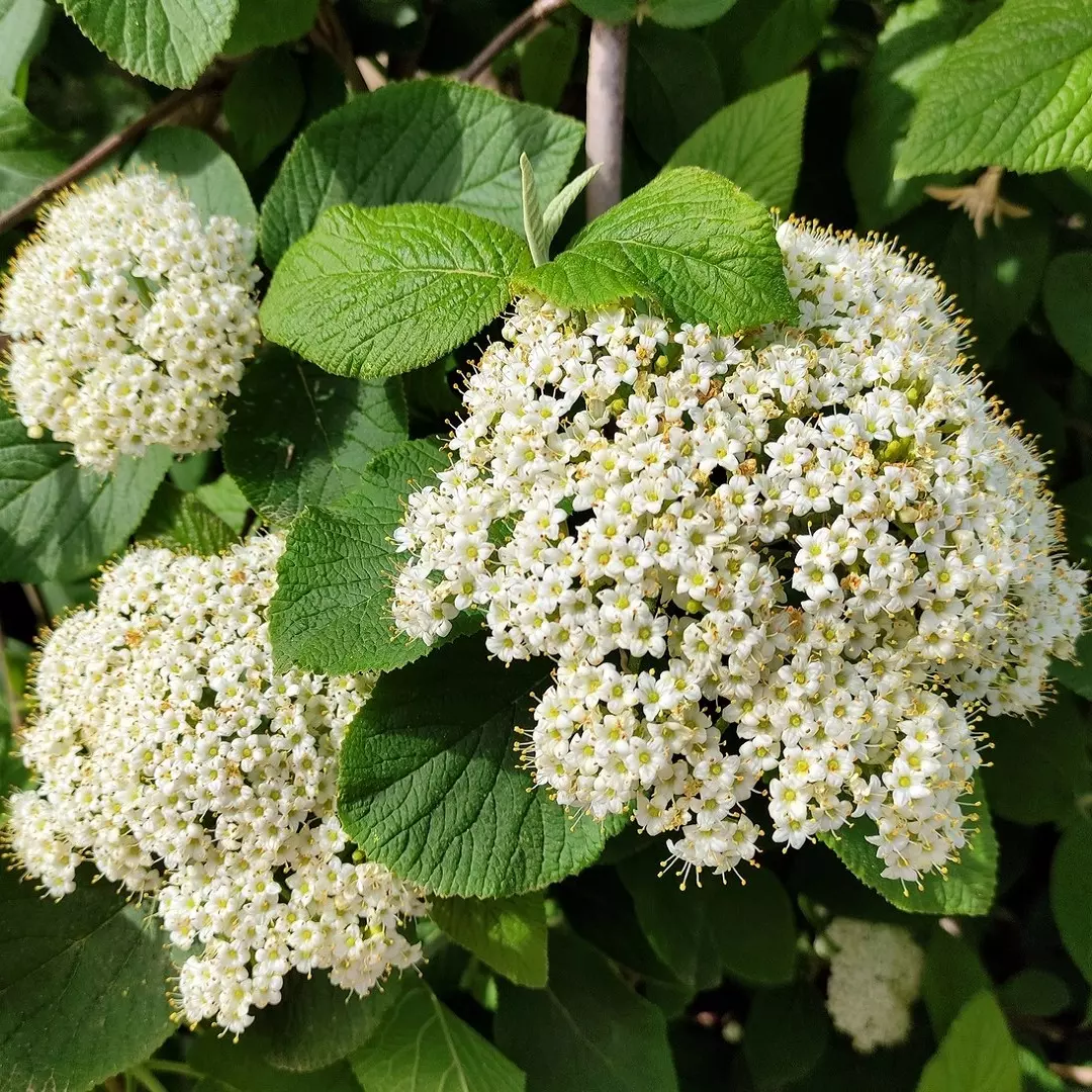 Калина Гордовина на штамбе фото 2