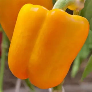 Перец сладкий Фантастика