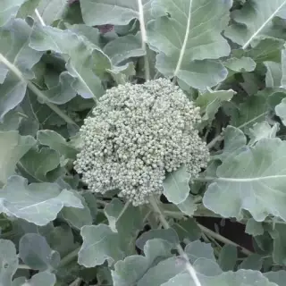 Капуста брокколи Линда