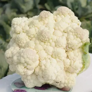 Капуста цветная Уайт Эксель