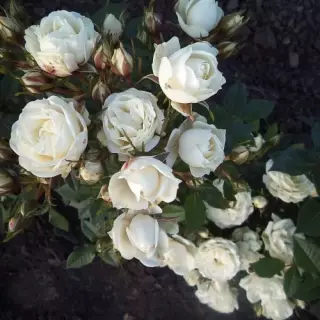 Роза спрей Вайт Лидия