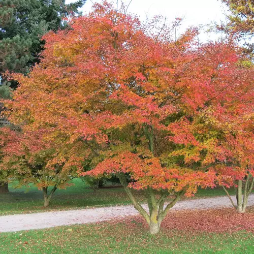 Клен Гиннала фото 1