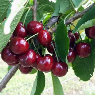 Черешня Карина