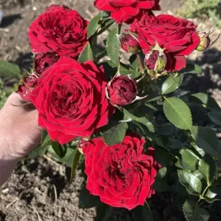 Роза чайно-гибридная Майра Ред