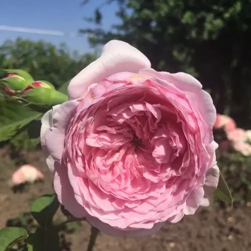  Роза шраб Мисаки фото 2