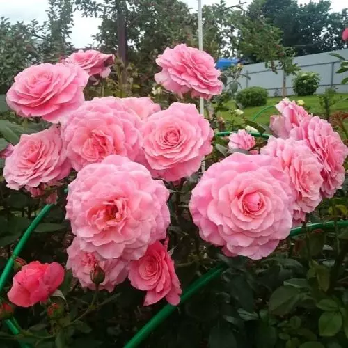  Роза флорибунда Тиклед Пинк фото 2