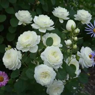 Роза миниатюрная Глобус