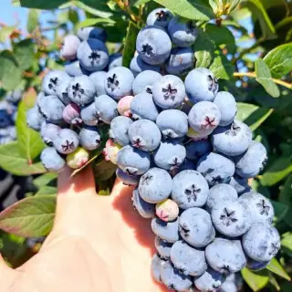 Голубика Элизабет