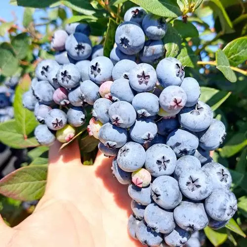 Голубика Элизабет фото 1