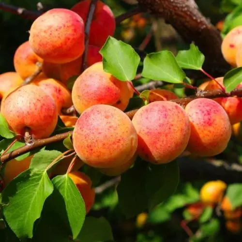  Абрикос Графиня фото 1