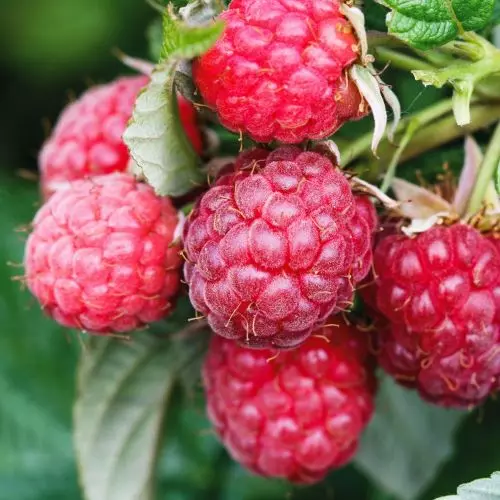  Малина Пингвин фото 2