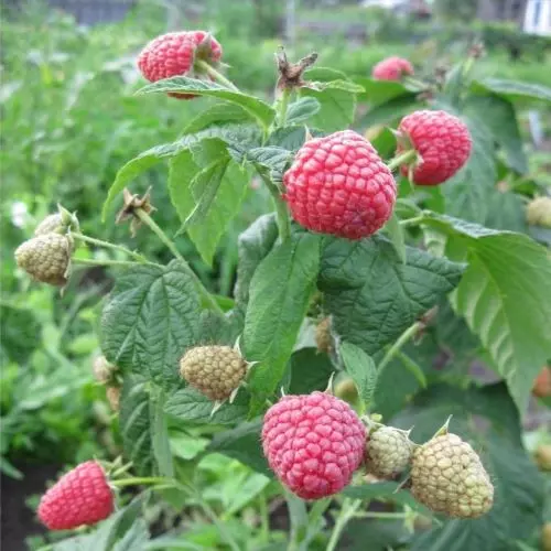  Малина Пингвин фото 1