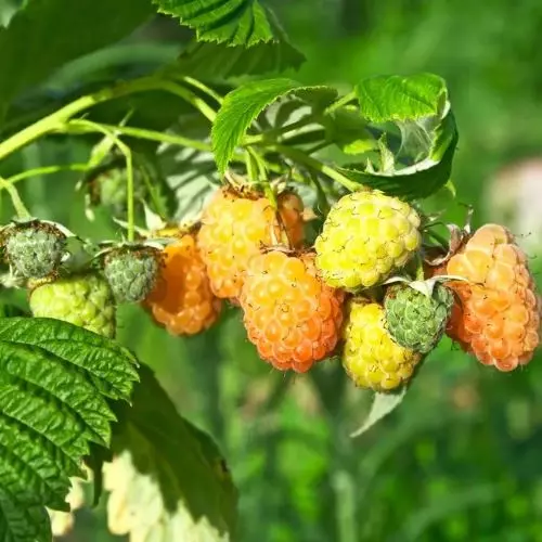  Малина Золотые Купола фото 1