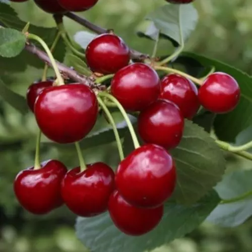 Вишня Память Вавилова фото 2