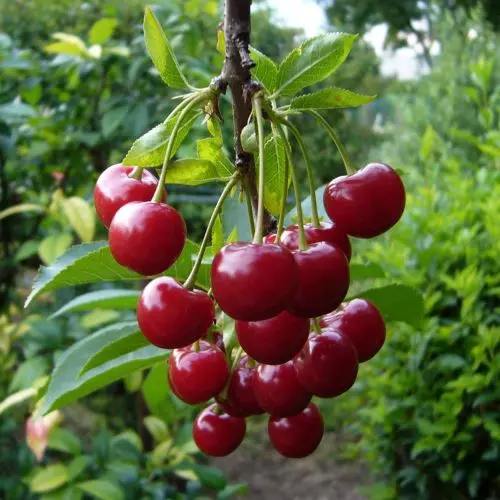 Вишня Память Вавилова фото 3