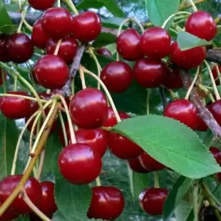 Вишня Превосходная Колесникова