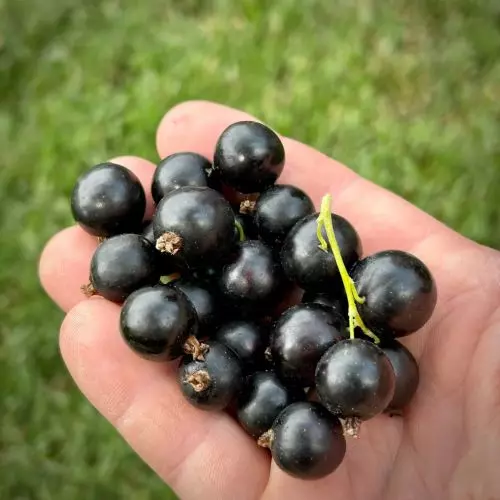 Смородина черная Бен Хоппен фото 1