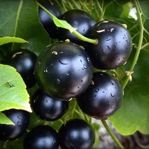  Смородина черная Добрыня фото 1
