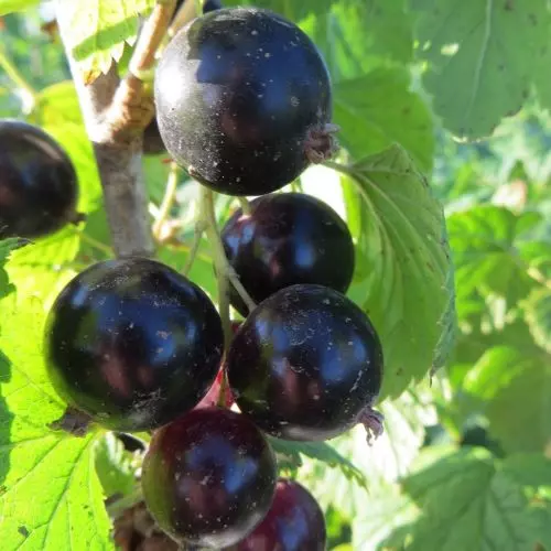  Смородина черная Добрыня фото 2