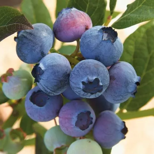  Голубика Осорно фото 2