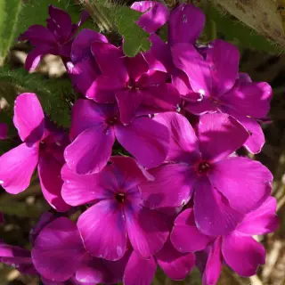 Флокс метельчатый Никольский