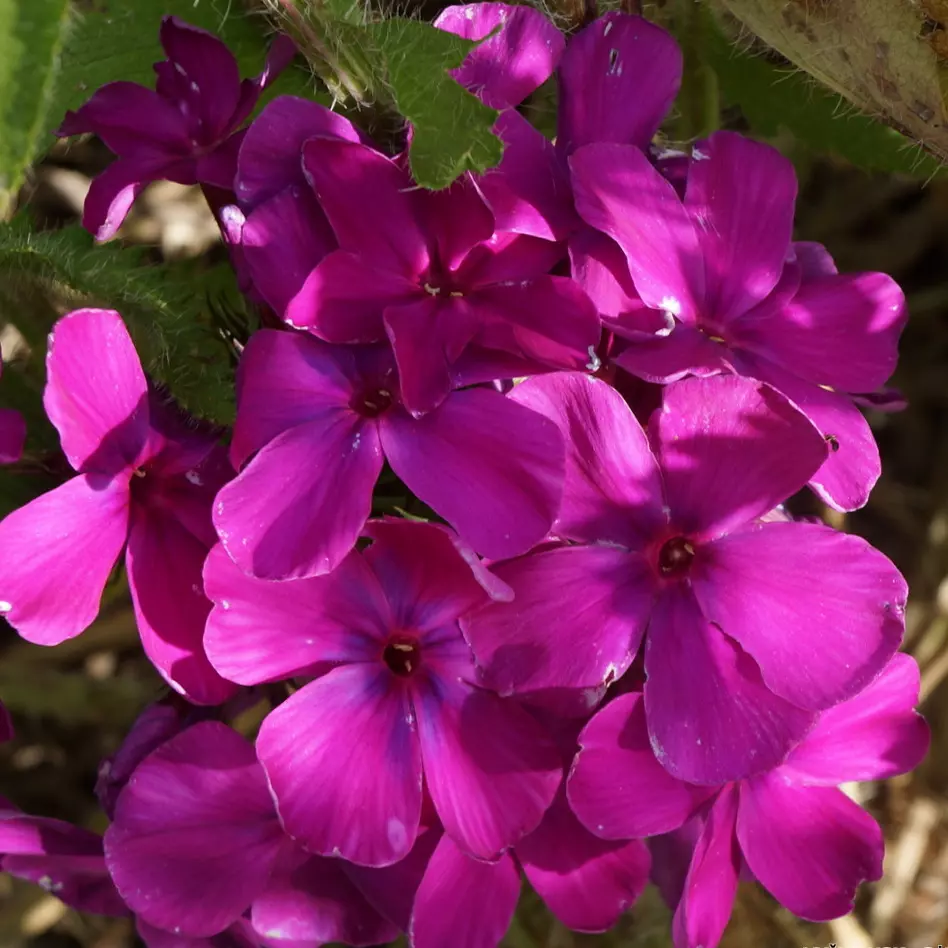 Флокс метельчатый Никольский фото 1
