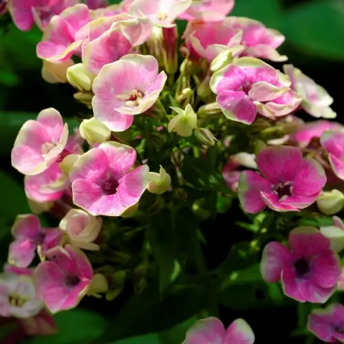  Флокс метельчатый Орхид Йеллоу фото 1