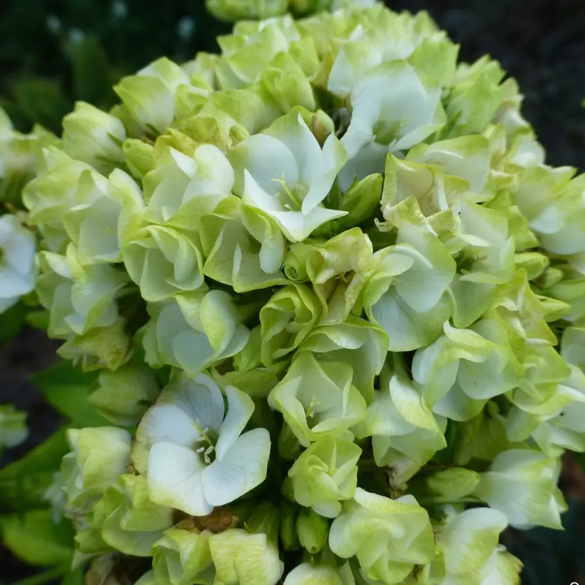 Флокс метельчатый Бабье лето фото 1