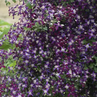 Клематис Свит Саммер Лав