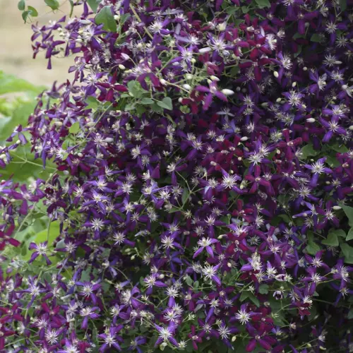  Клематис Свит Саммер Лав фото 2