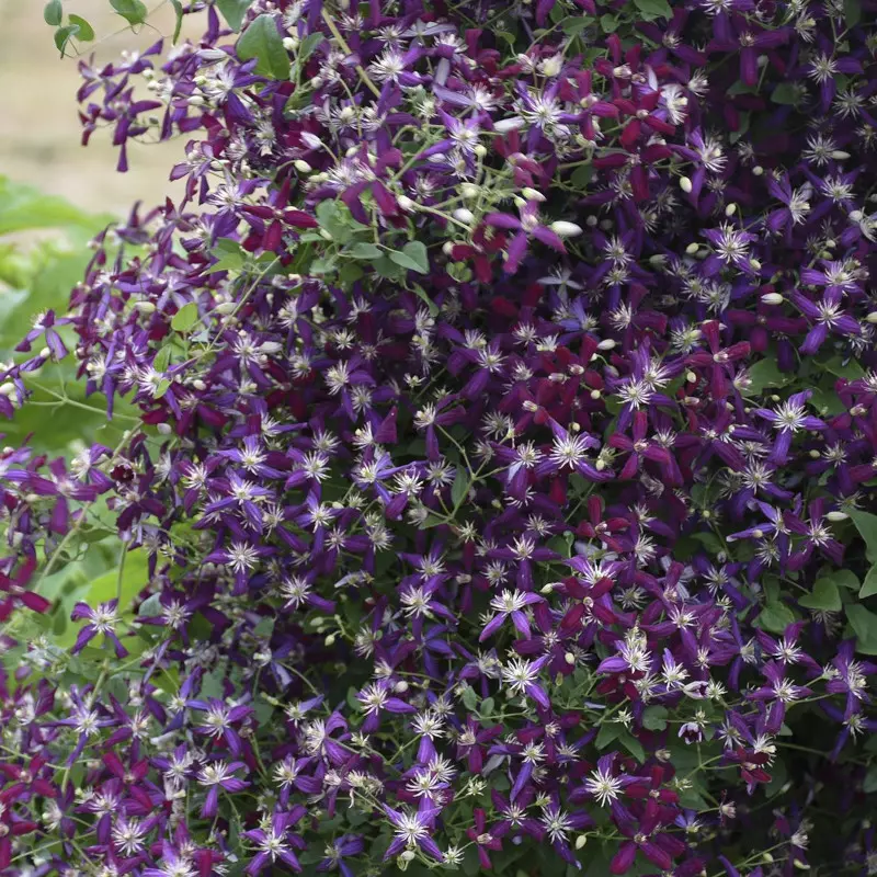 Клематис Свит Саммер Лав фото 2