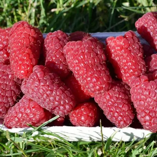 Малина Пшехиба фото 1