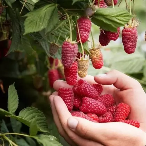  Малина Пшехиба фото 2