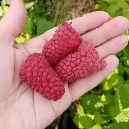 Малина Пшехиба фото 3