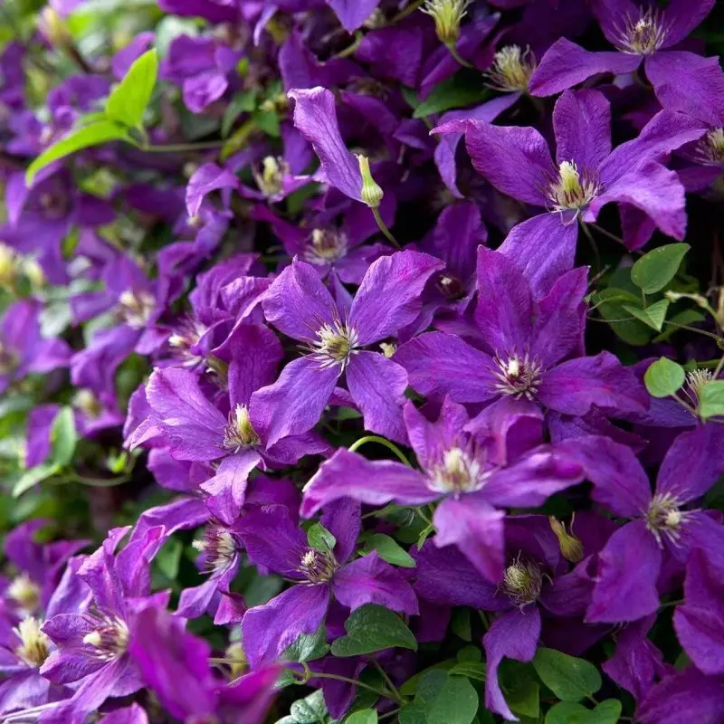 Клематис Полиш Спирит фото 1