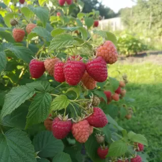 Малина Прималба