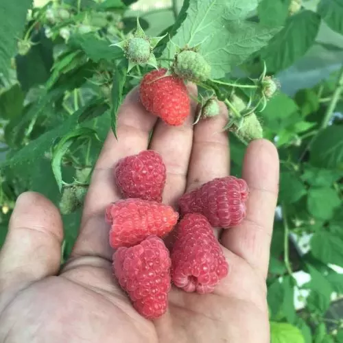  Малина Прималба фото 2