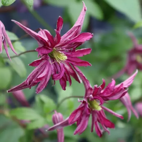  Клематис Розалин фото 1