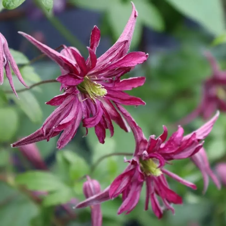 Клематис Розалин фото 1