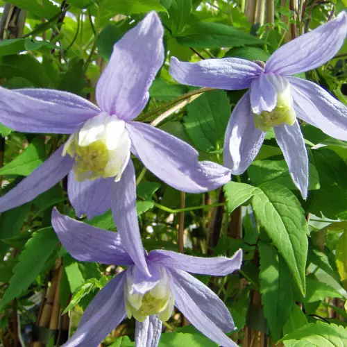  Клематис Альпина Блю фото 1