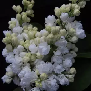 Сирень обыкновенная Память о Колесникове